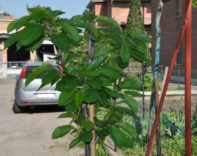 Albero di Riccardo