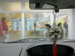 Cat in the rain